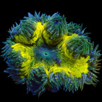 Ultra Rock Flower Anemone - Jaune et Bleu