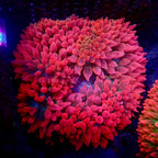 Red Devil Bubble Tip Anemone