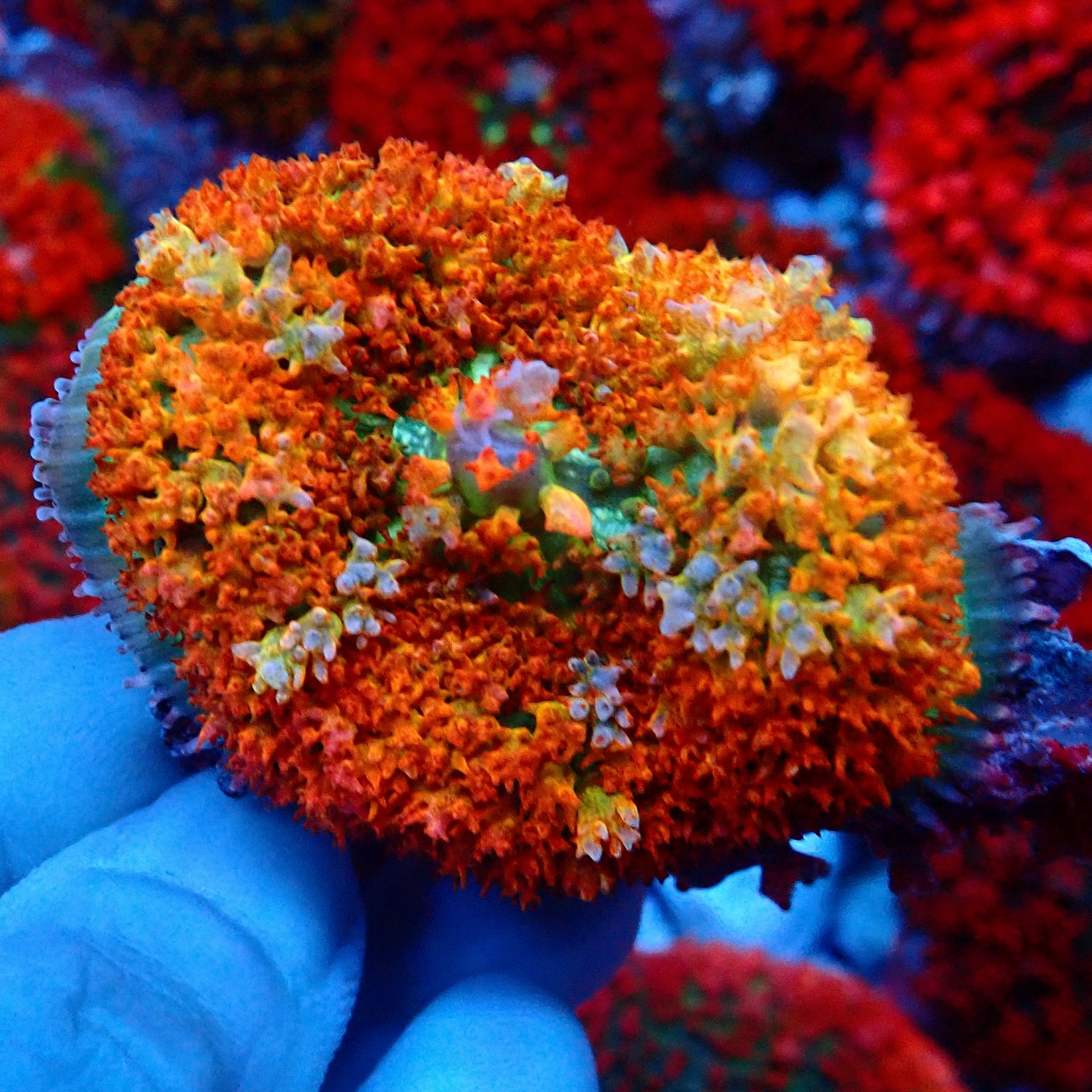 Saint Thomas Mushroom Tangerine