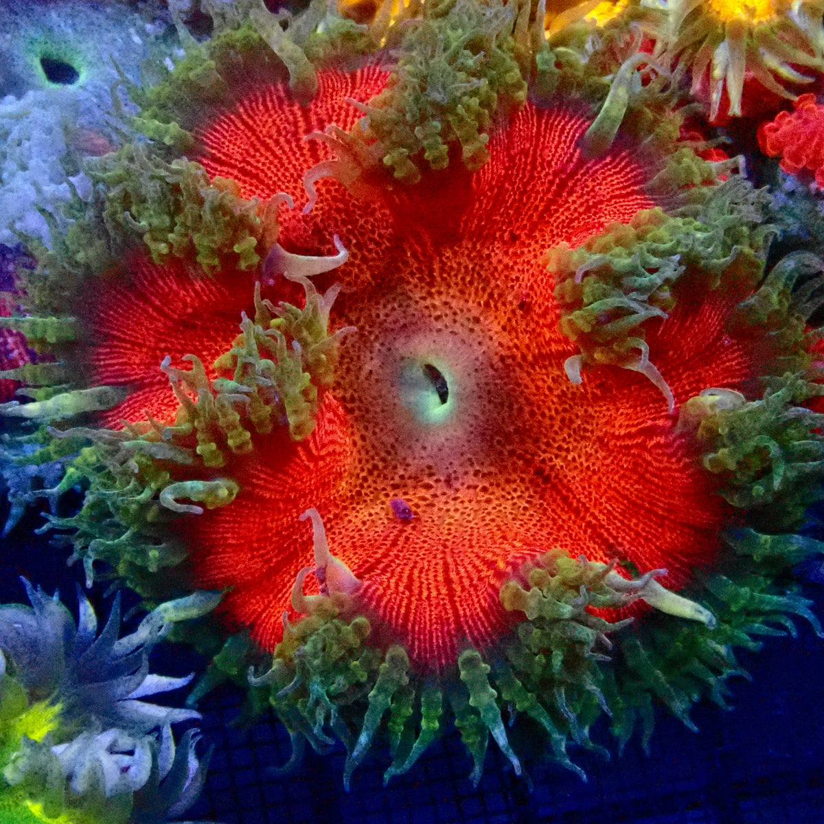 Ultra Rock Flower Anemone - Phymanthus crucifer | Anémone Colorée et Facile à Maintenir en Aquarium Récifal