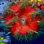 Rock Flower Anemone - Rouge et vert