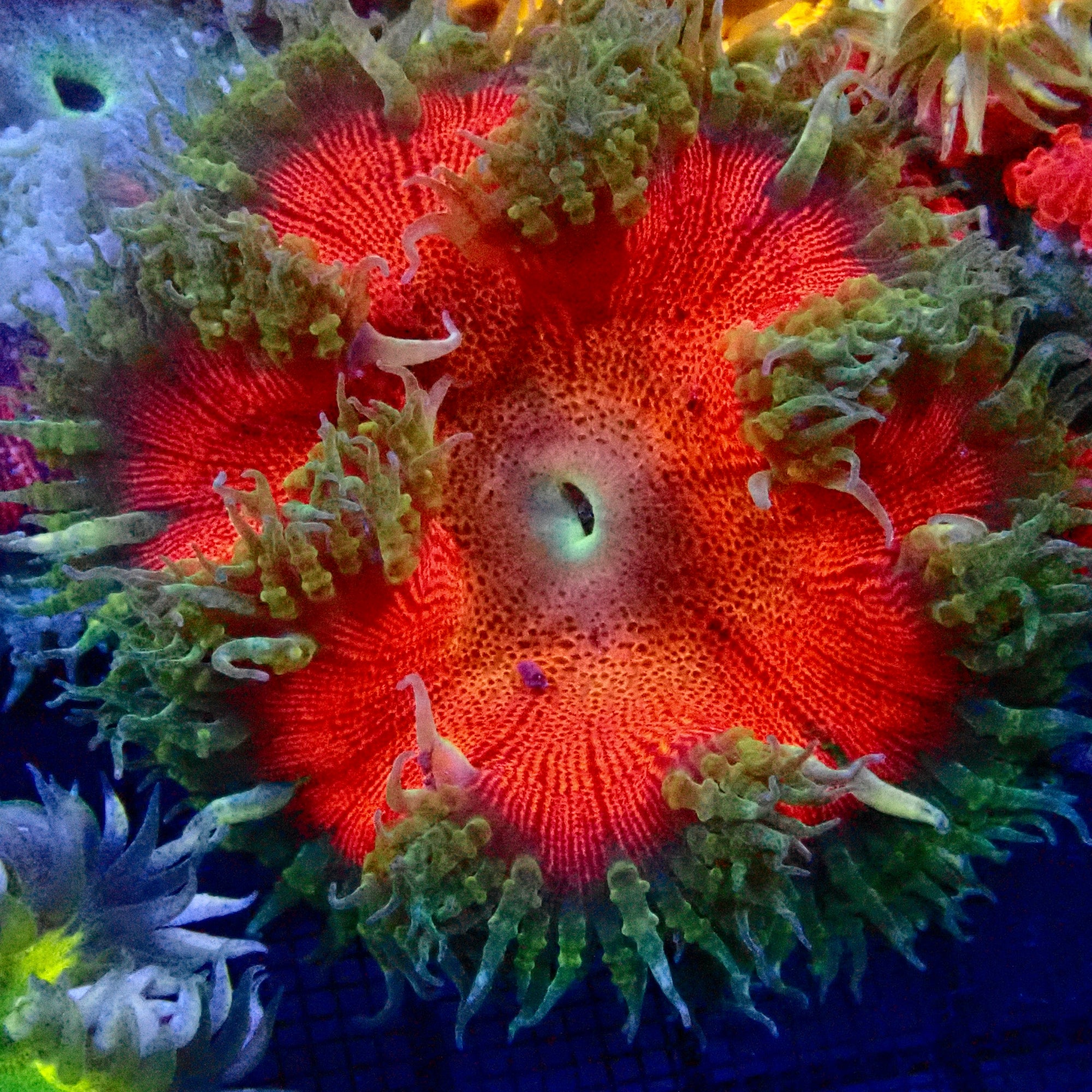 Ultra Rock Flower Anemone - Phymanthus crucifer | Anémone Colorée et Facile à Maintenir en Aquarium Récifal