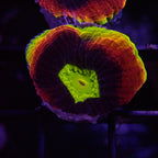 Ultra Jewel Favia Frag