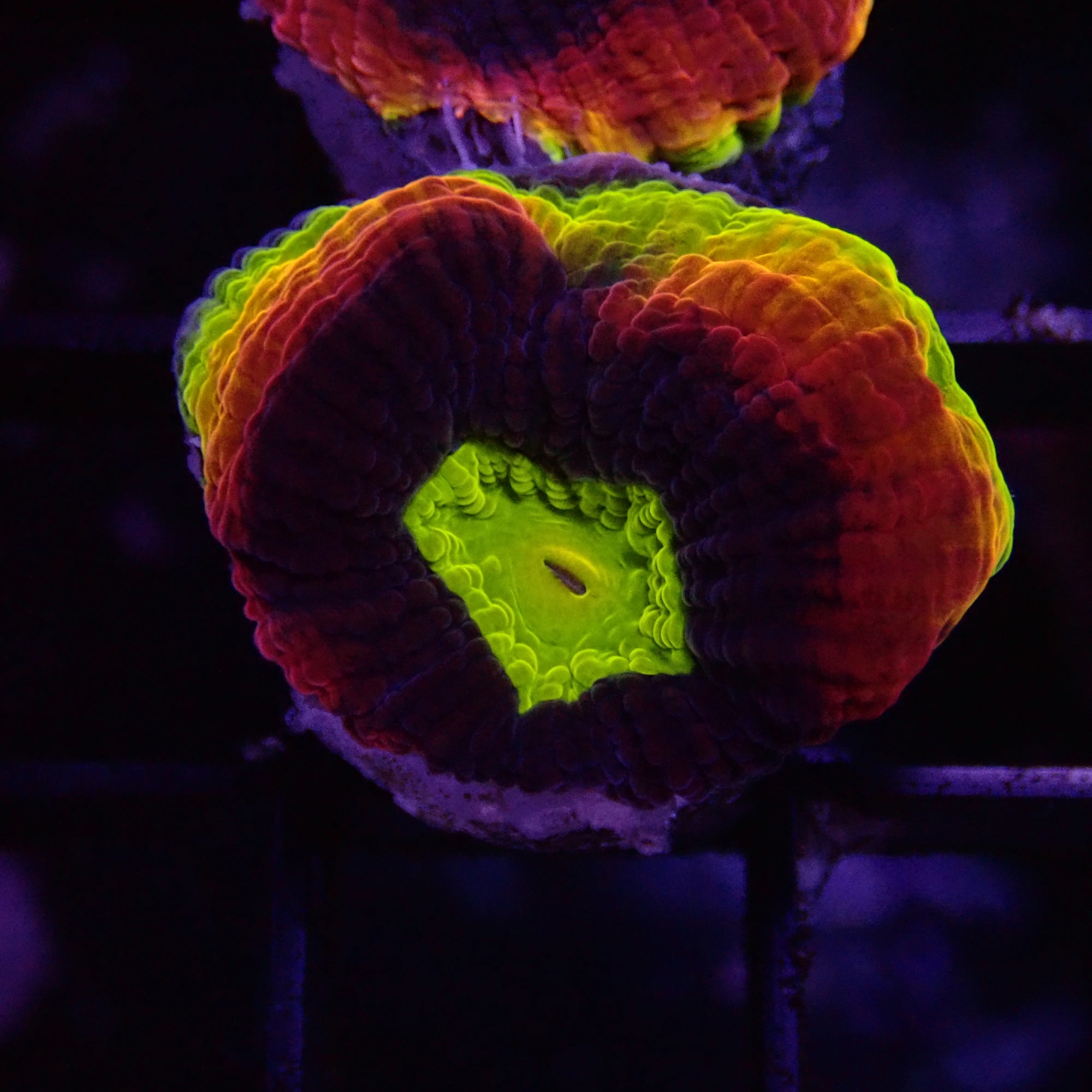 Ultra Jewel Favia Frag