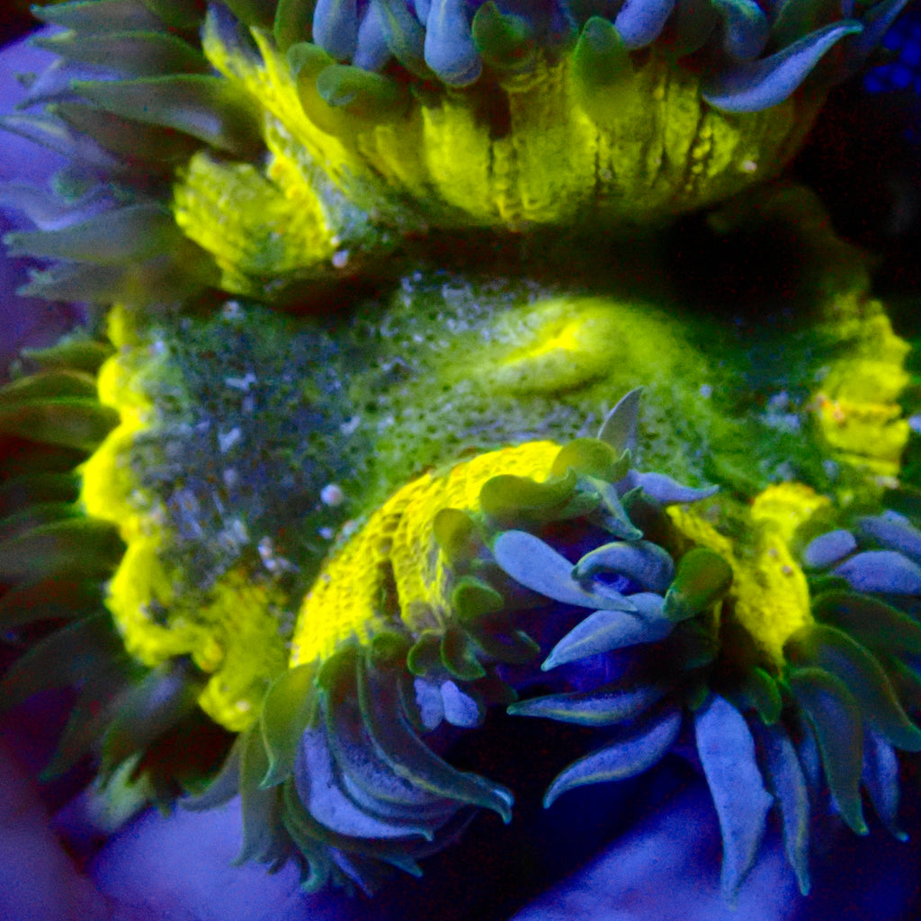 Ultra Rock Flower Anemone - Jaune et Bleu