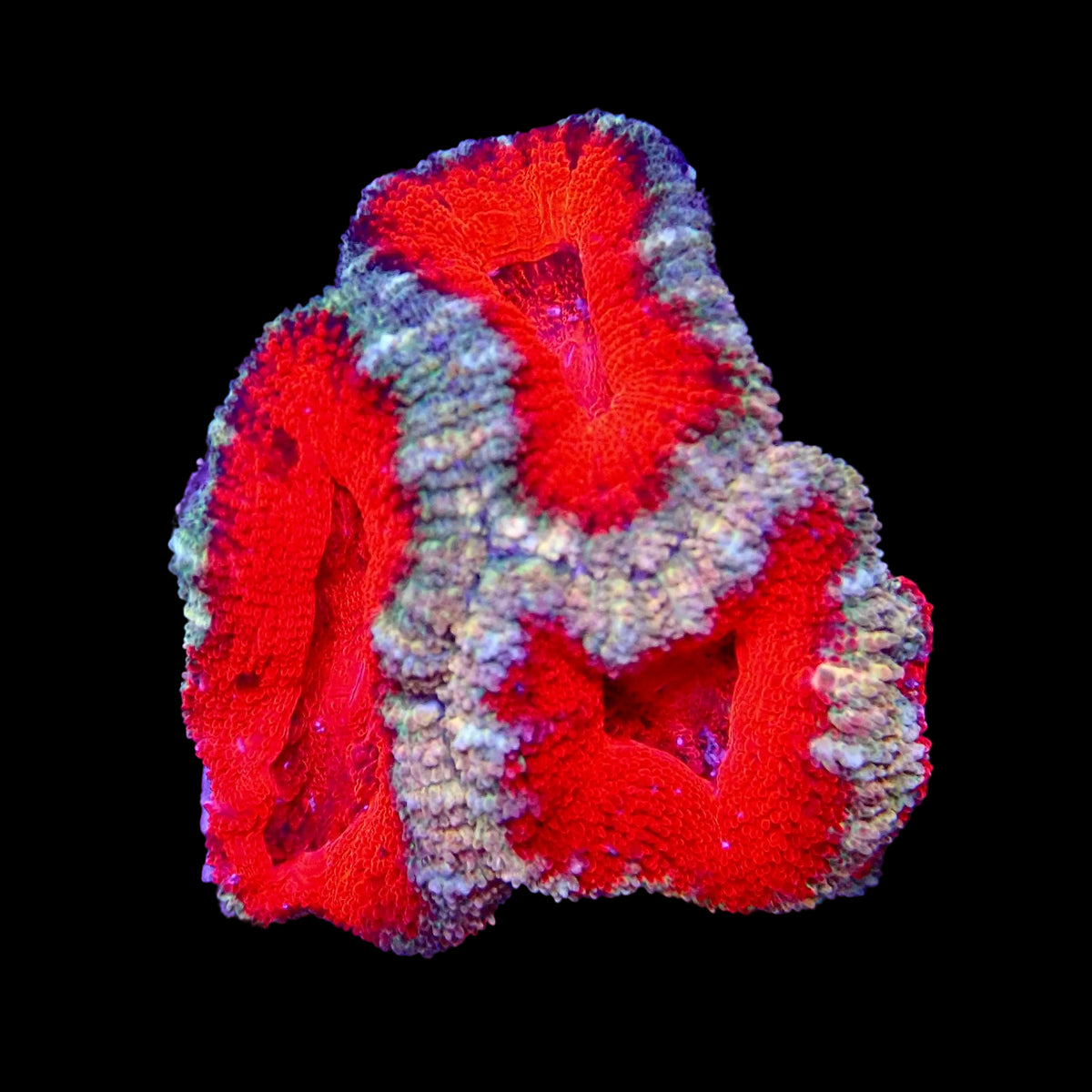 Acanthastrea Lordhowensis Ultra - Frag Corail Premium