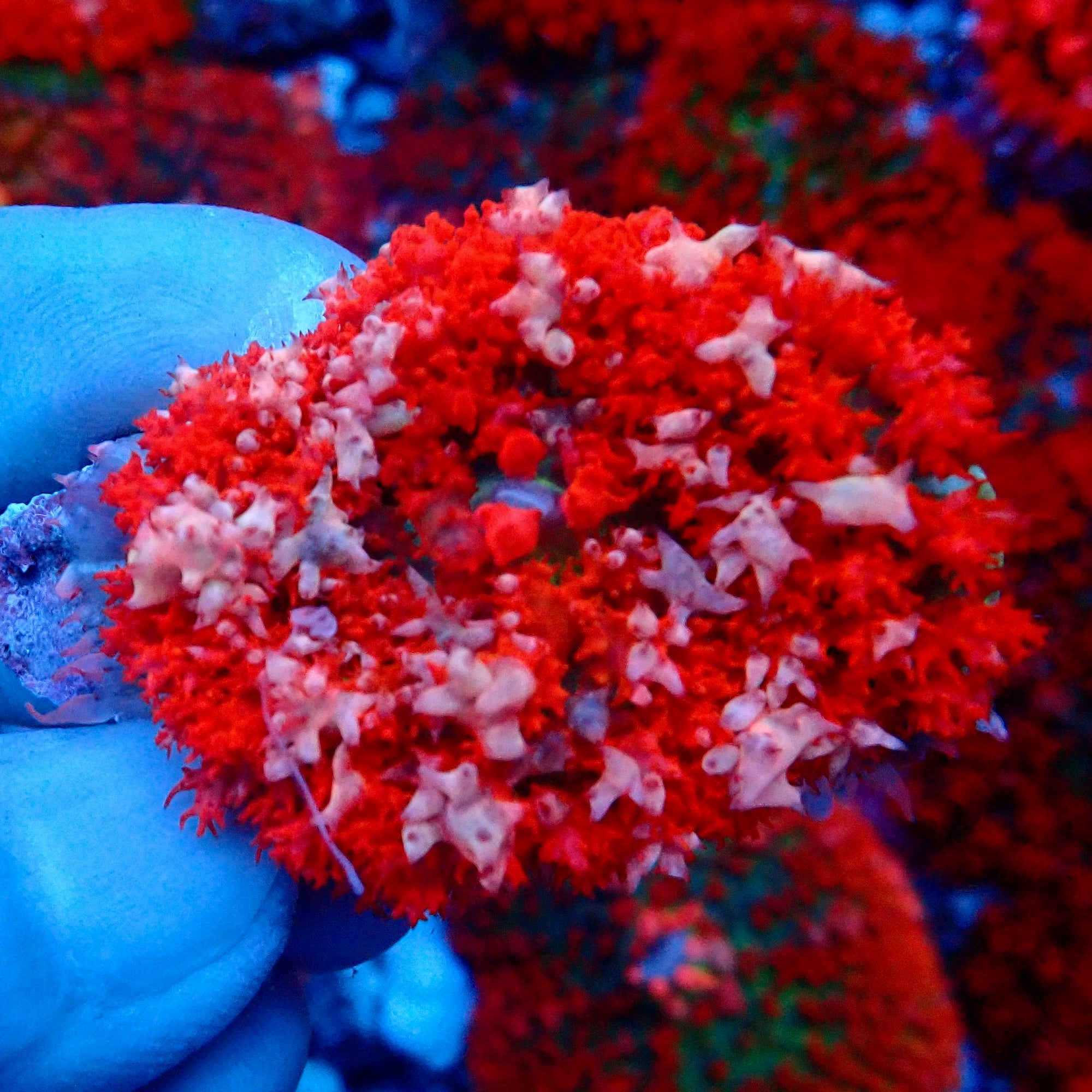 Saint Thomas Mushroom Bicolor