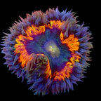Ultra Rock Flower Anemone - Violet et Orange