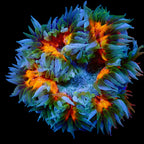 Ultra Rock Flower Anemone - Blue & Orange