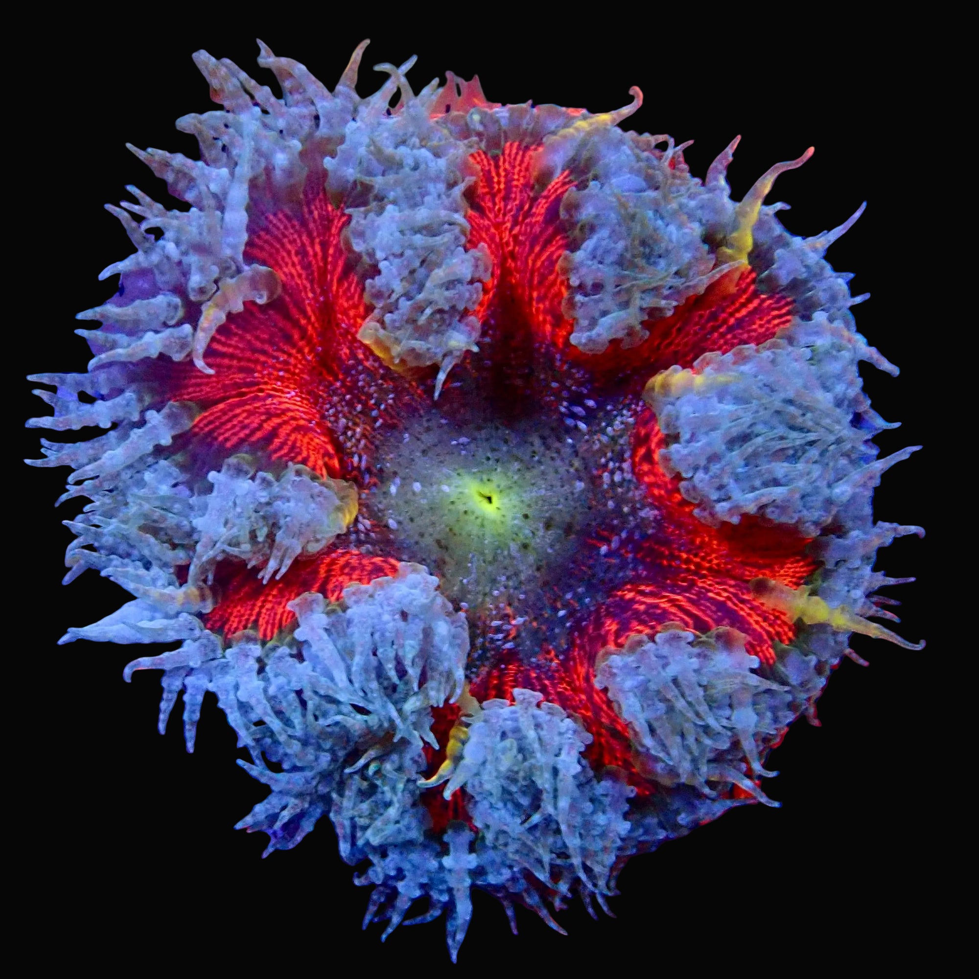 Ultra Rock Flower Anemone - Phymanthus crucifer | Anémone Colorée et Facile à Maintenir en Aquarium Récifal