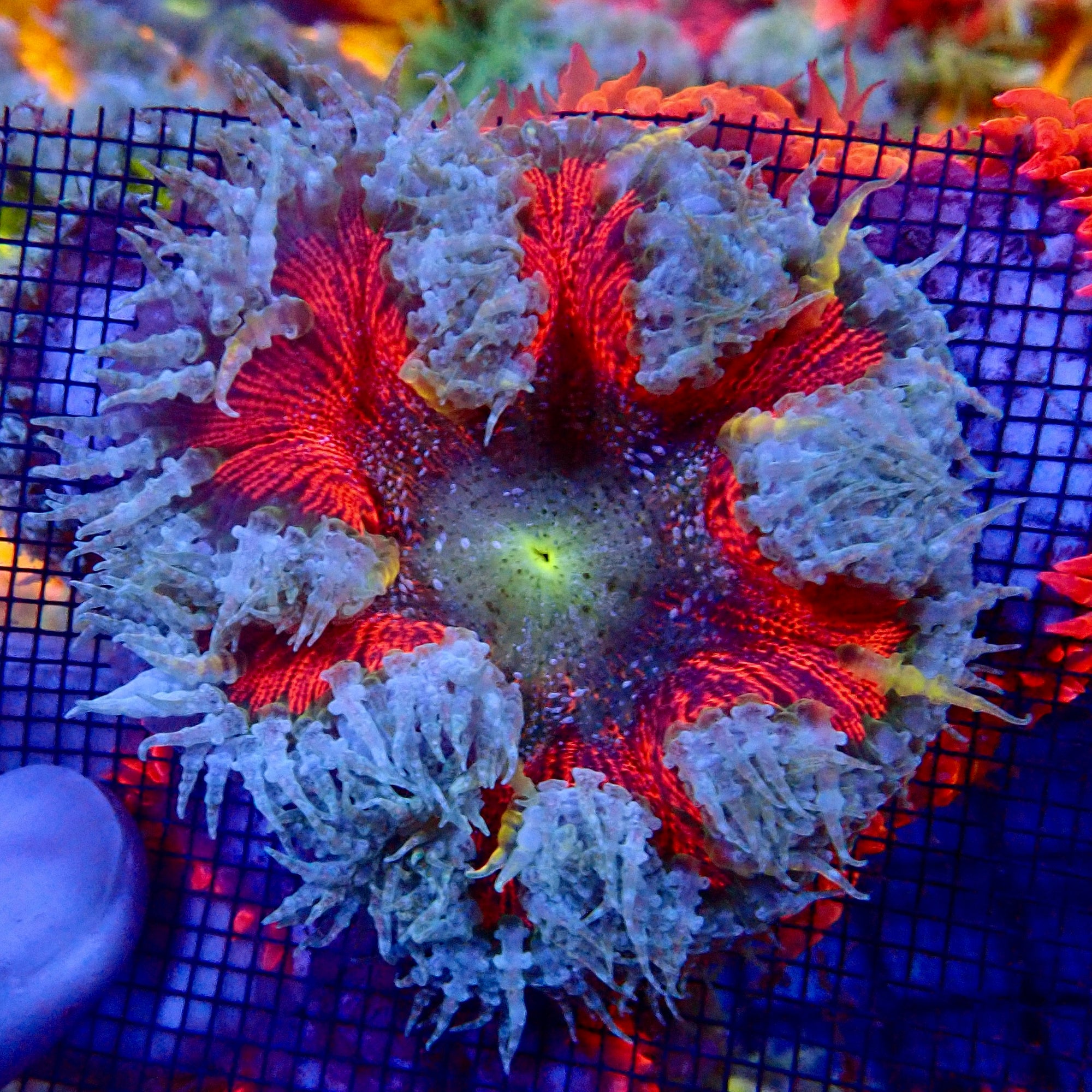 Ultra Rock Flower Anemone - Phymanthus crucifer | Anémone Colorée et Facile à Maintenir en Aquarium Récifal