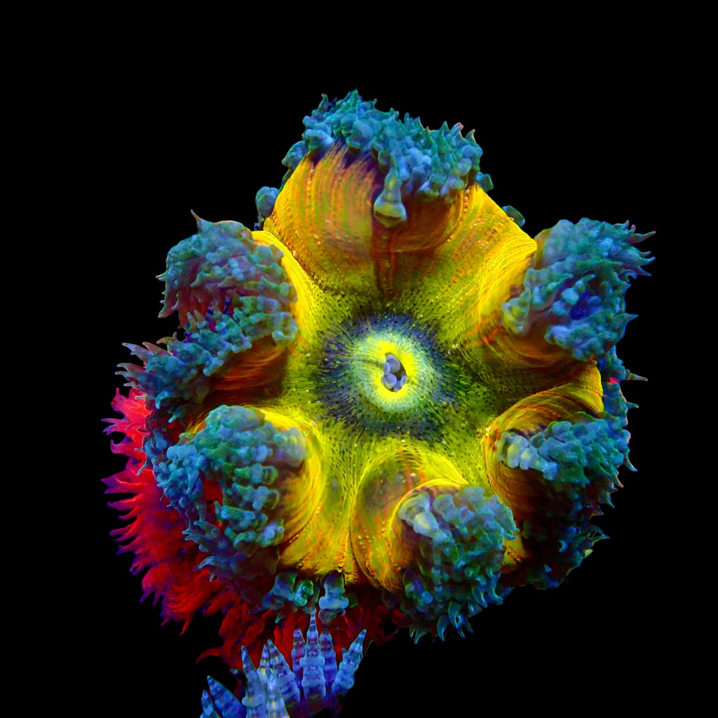 Ultra Rock Flower Anemone - Jaune et Vert