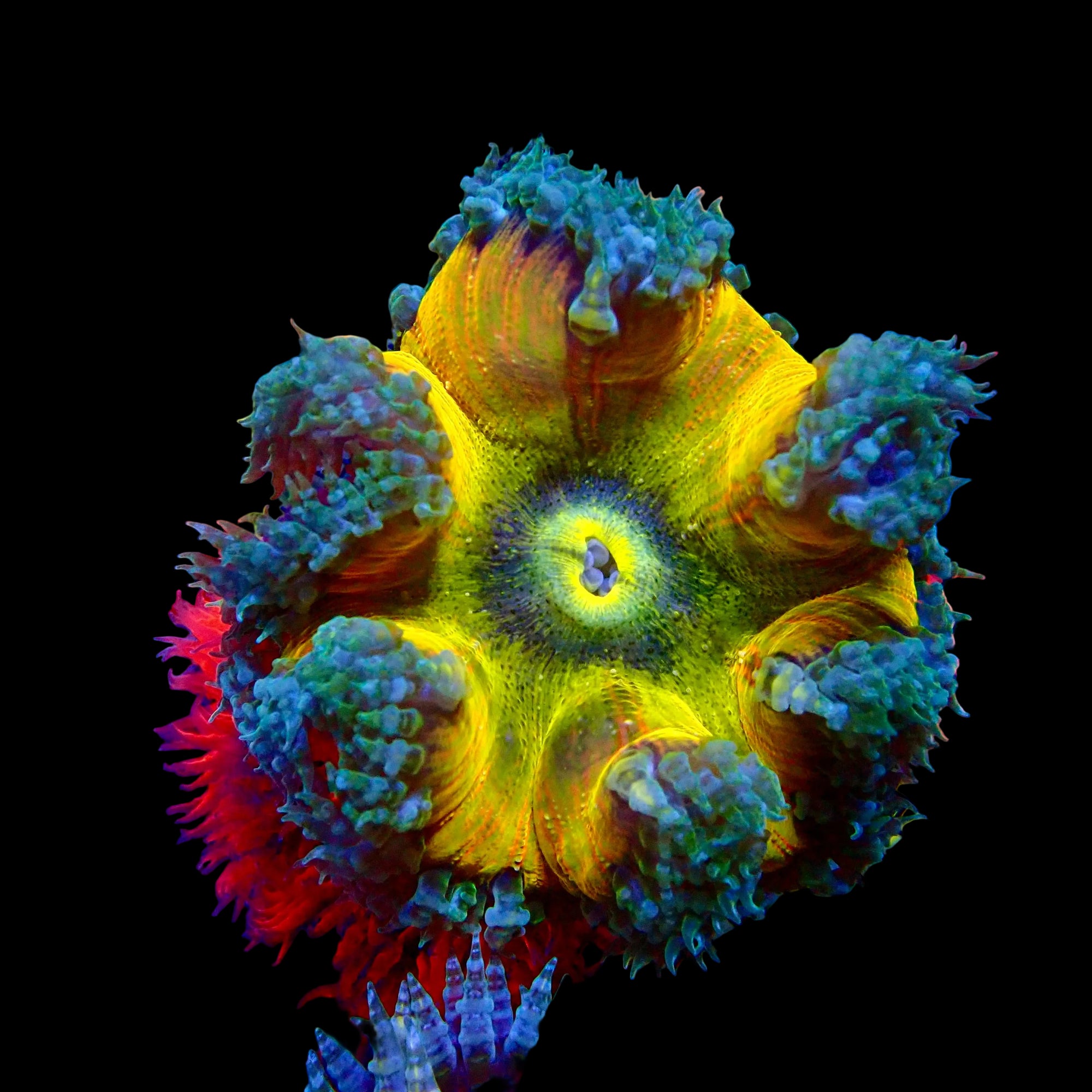 Ultra Rock Flower Anemone - Jaune et Vert