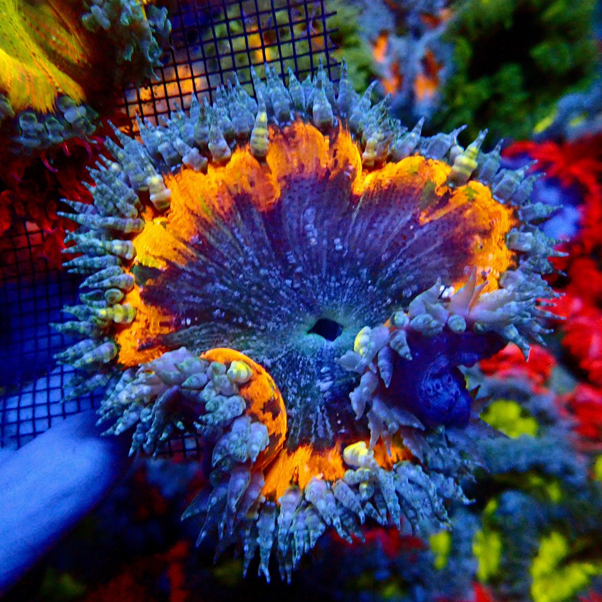 Ultra Rock Flower Anemone - Violet et Orange