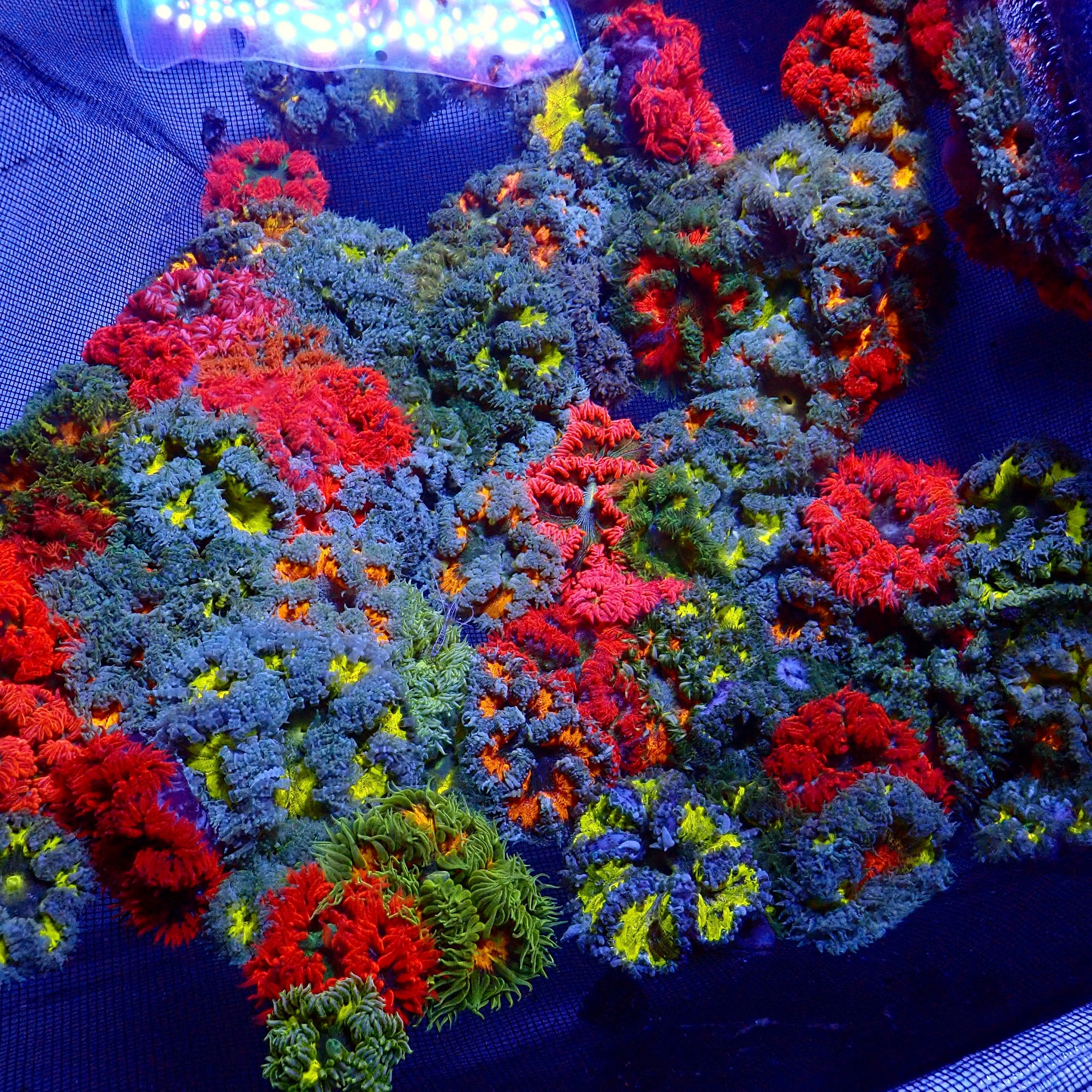 Ultra Rock Flower Anemone - Phymanthus crucifer | Anémone Colorée et Facile à Maintenir en Aquarium Récifal