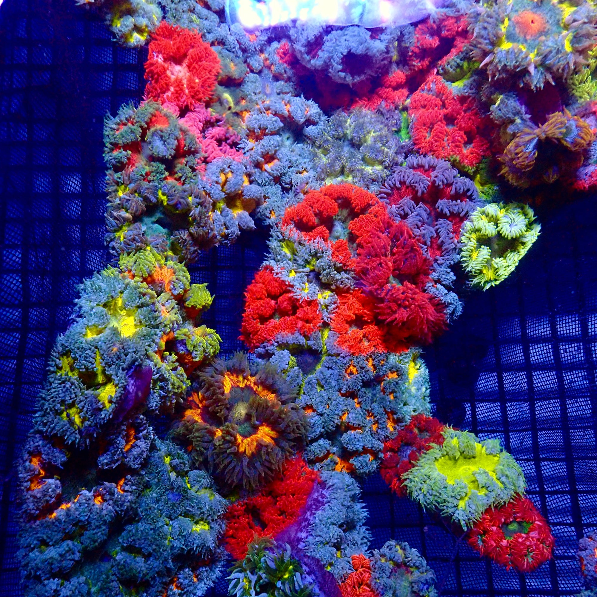 Ultra Rock Flower Anemone - Phymanthus crucifer | Anémone Colorée et Facile à Maintenir en Aquarium Récifal