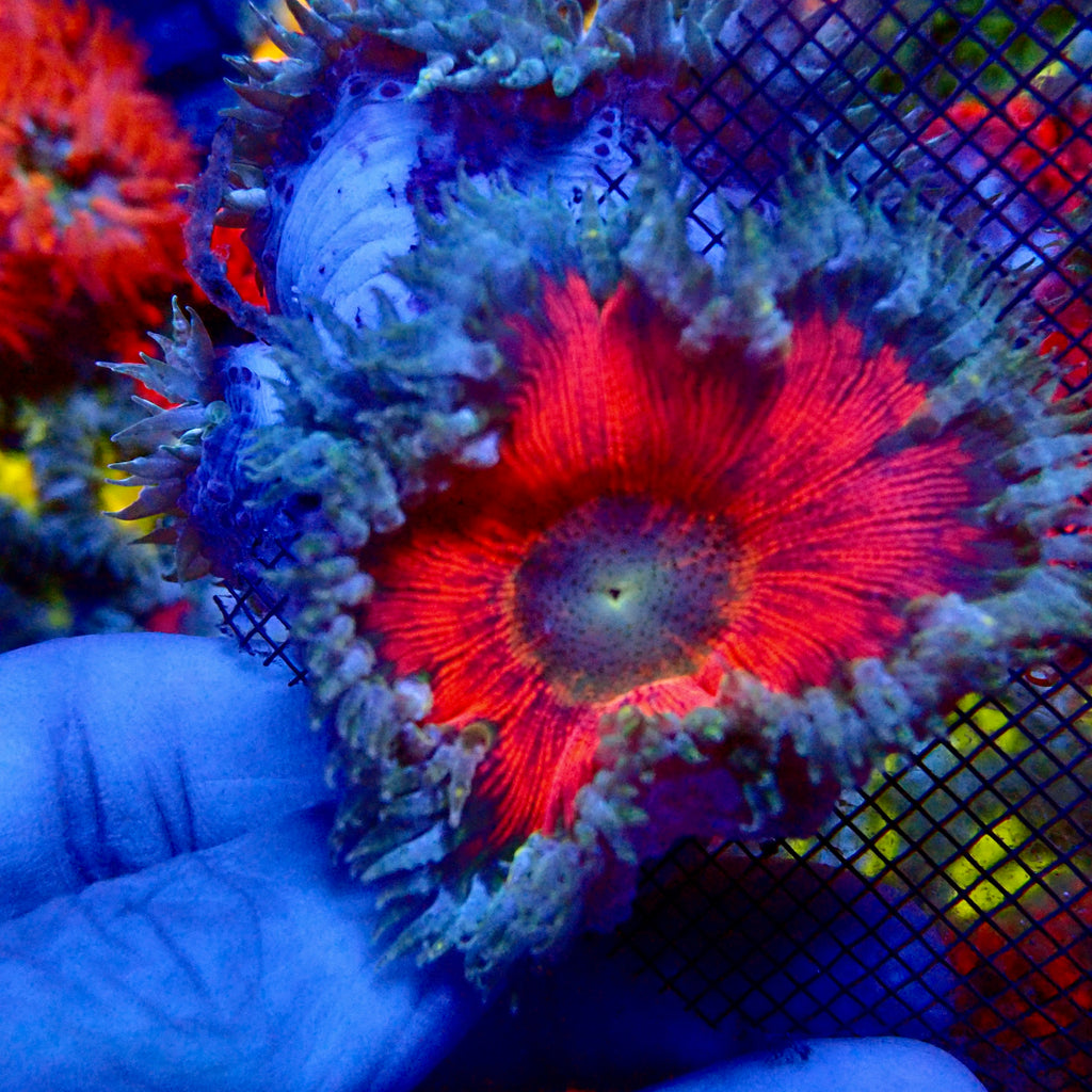 Ultra Rock Flower Anemone - Rouge Écarlate