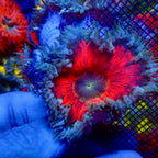 Ultra Rock Flower Anemone - Phymanthus crucifer | Anémone Colorée et Facile à Maintenir en Aquarium Récifal