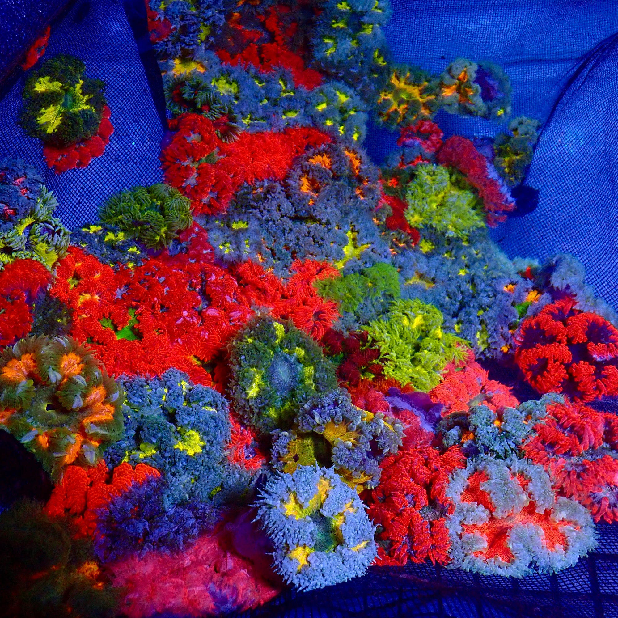 Ultra Rock Flower Anemone - Phymanthus crucifer | Anémone Colorée et Facile à Maintenir en Aquarium Récifal