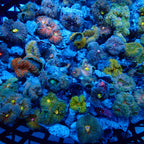 Recordia Florida Mushroom