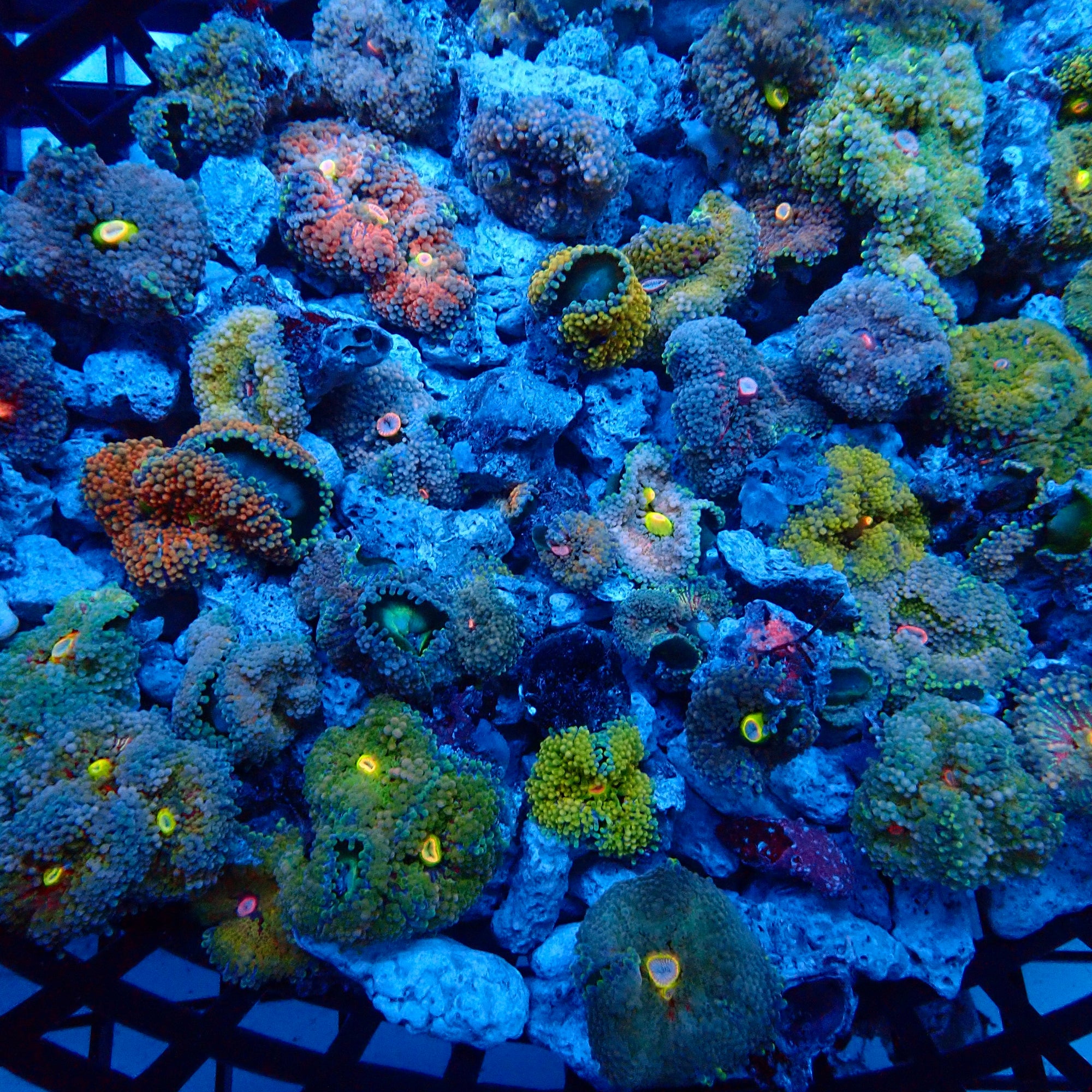 Recordia Florida Mushroom