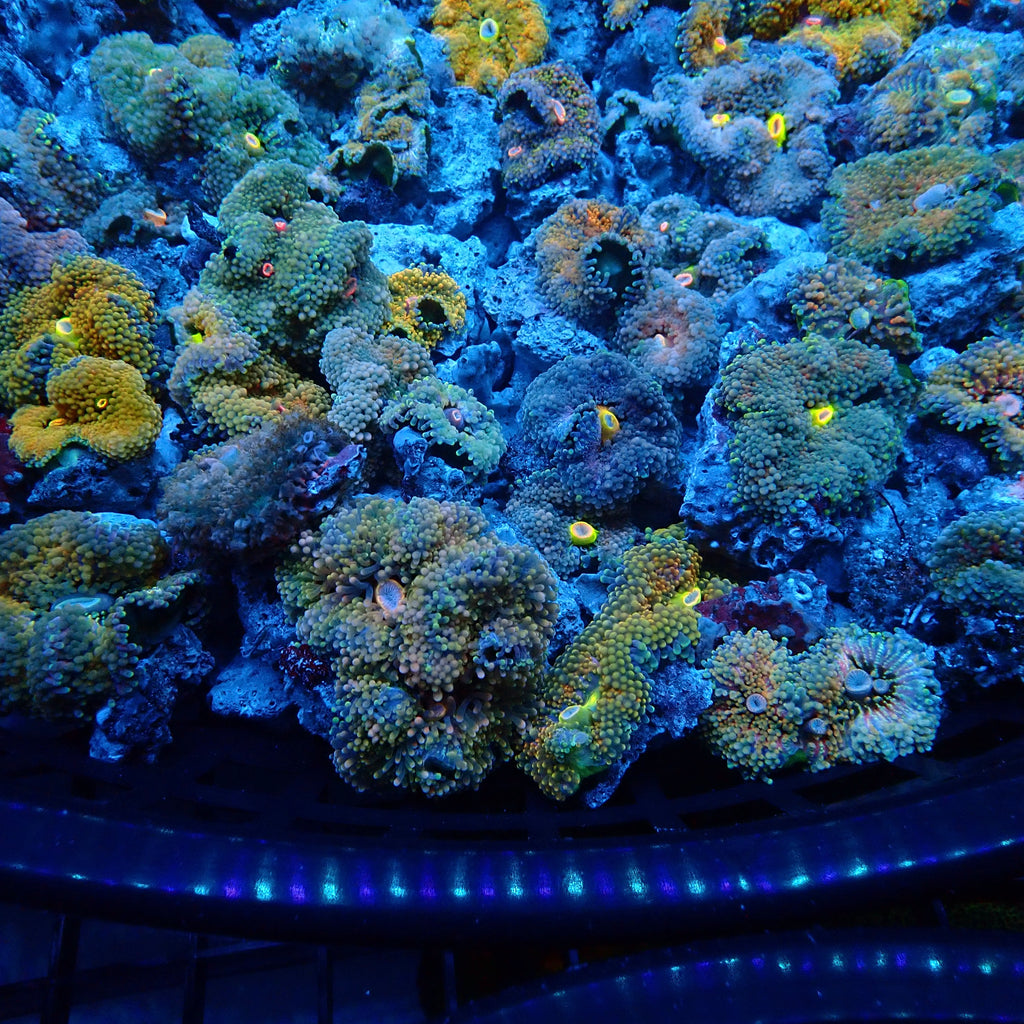 Recordia Florida Mushroom