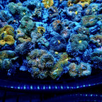 Recordia Florida Mushroom