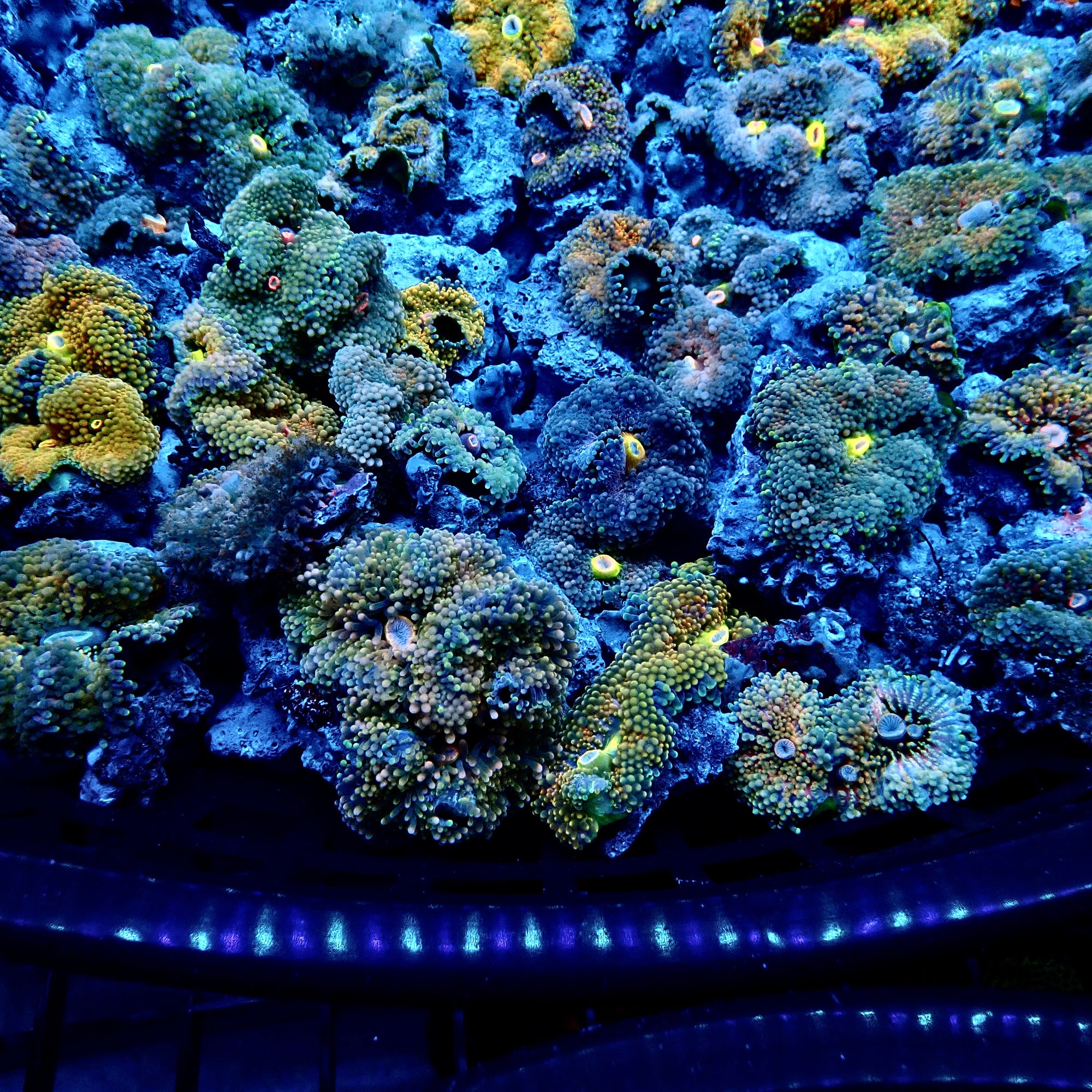 Recordia Florida Mushroom