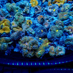 Recordia Florida Mushroom