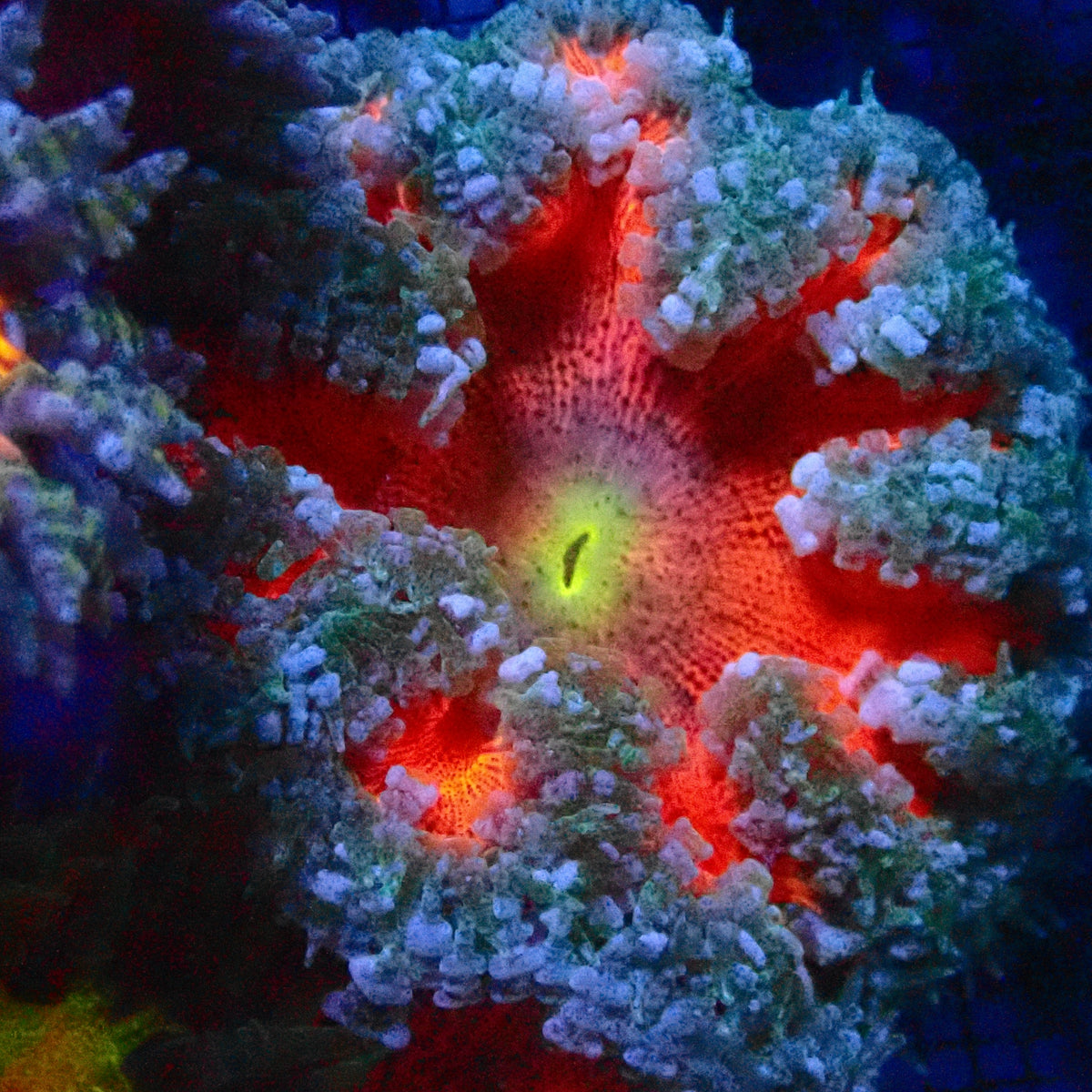 Ultra Rock Flower Anemone - Rouge Flamboyant