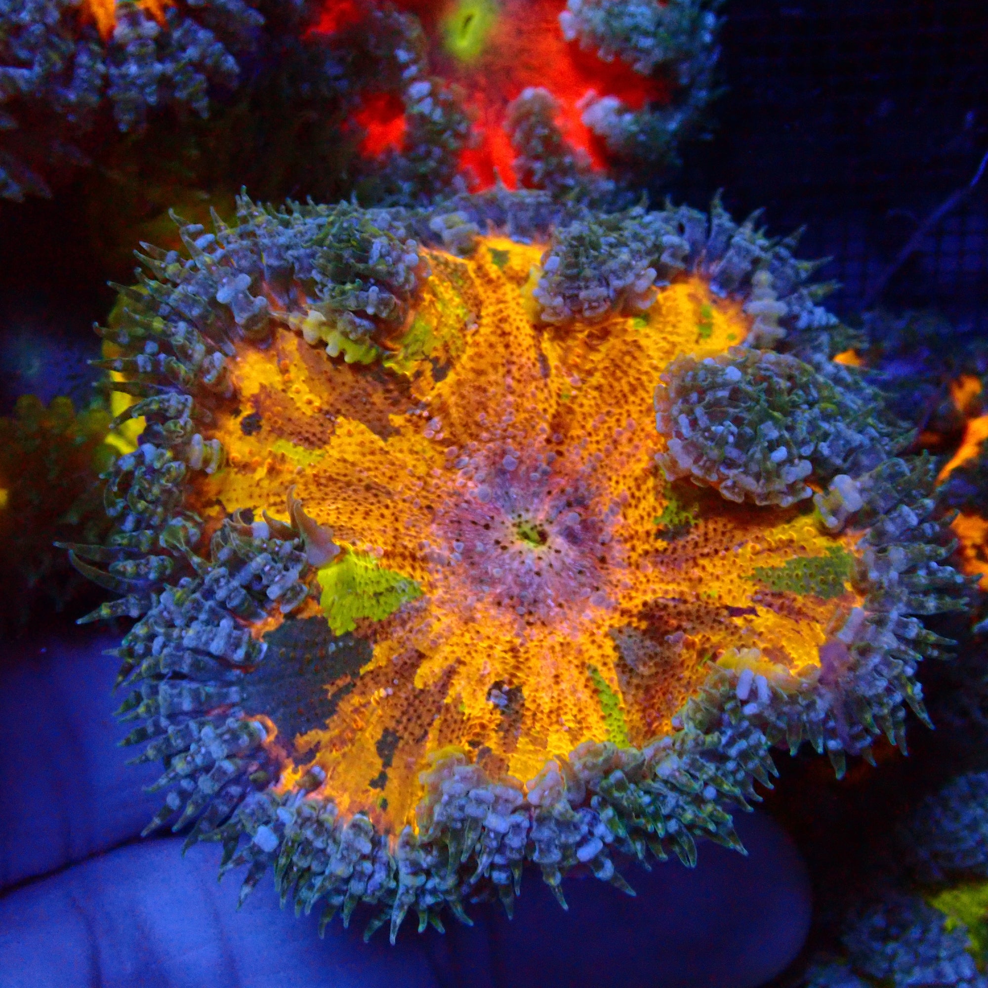 Ultra Rock Flower Anemone - Phymanthus crucifer | Anémone Colorée et Facile à Maintenir en Aquarium Récifal