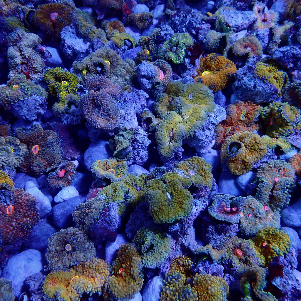 Recordia Florida Mushroom