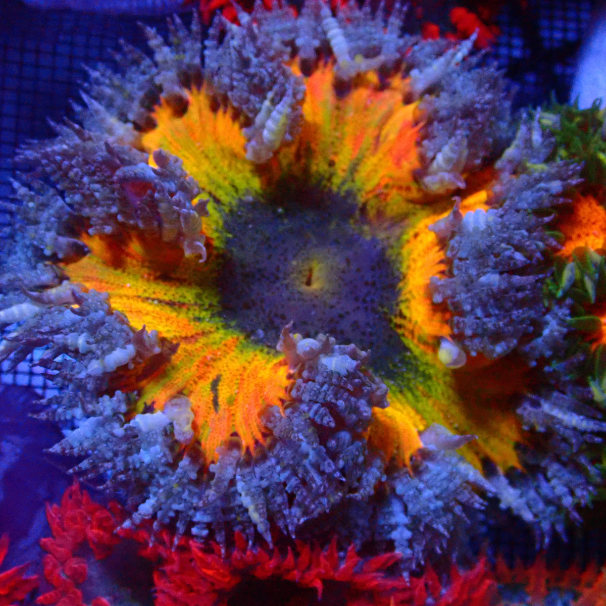 Ultra Rock Flower Anemone - Orange et Jaune