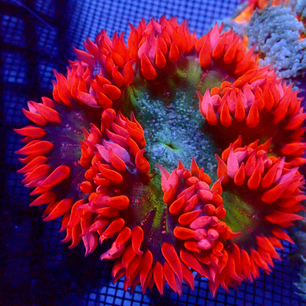 Ultra Rock Flower Anemone - Rouge