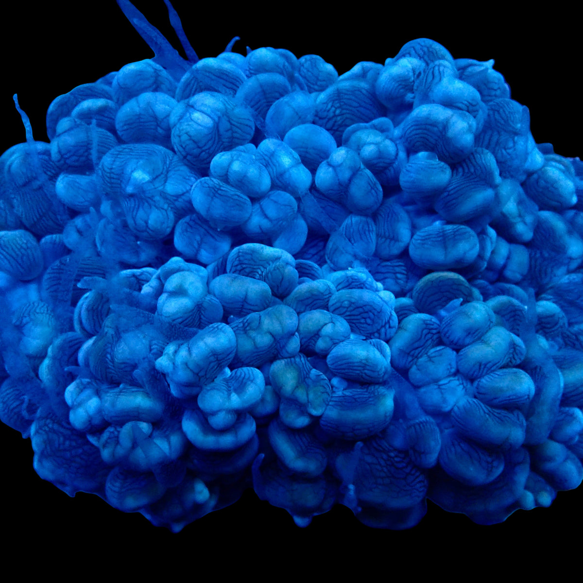 Plerogyra diabolotus Devils Bubble Coral with translucent blue vesicles under actinic lighting