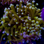 Australian Monkey Brasse CDU Torch Two head Splitting