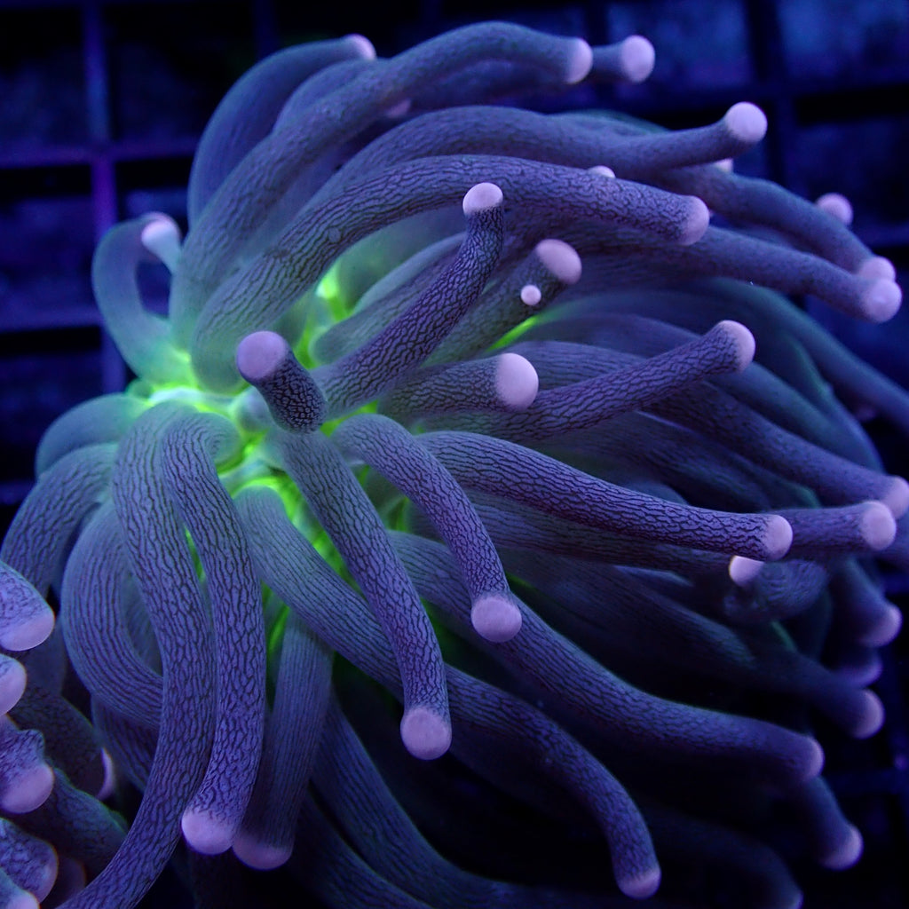 Australian Joker Torch Euphyllia glabrescens 1 Head Frag
