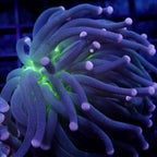 Australian Joker Torch Euphyllia glabrescens 1 Head Frag