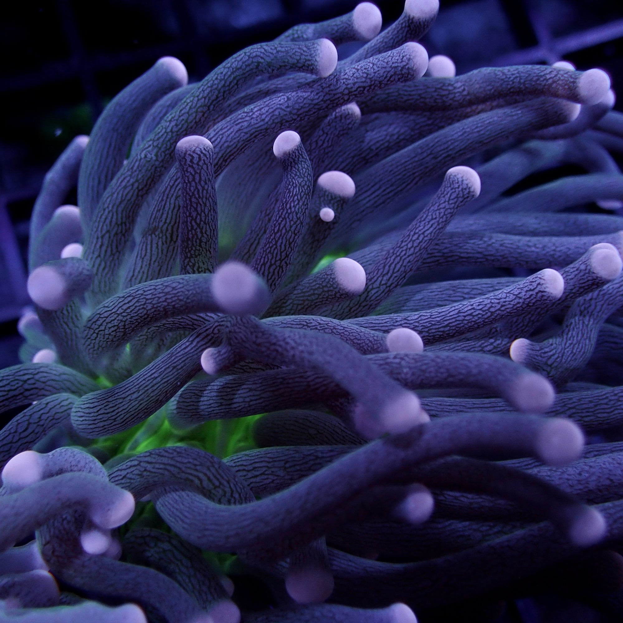 Australian Joker Torch Euphyllia glabrescens