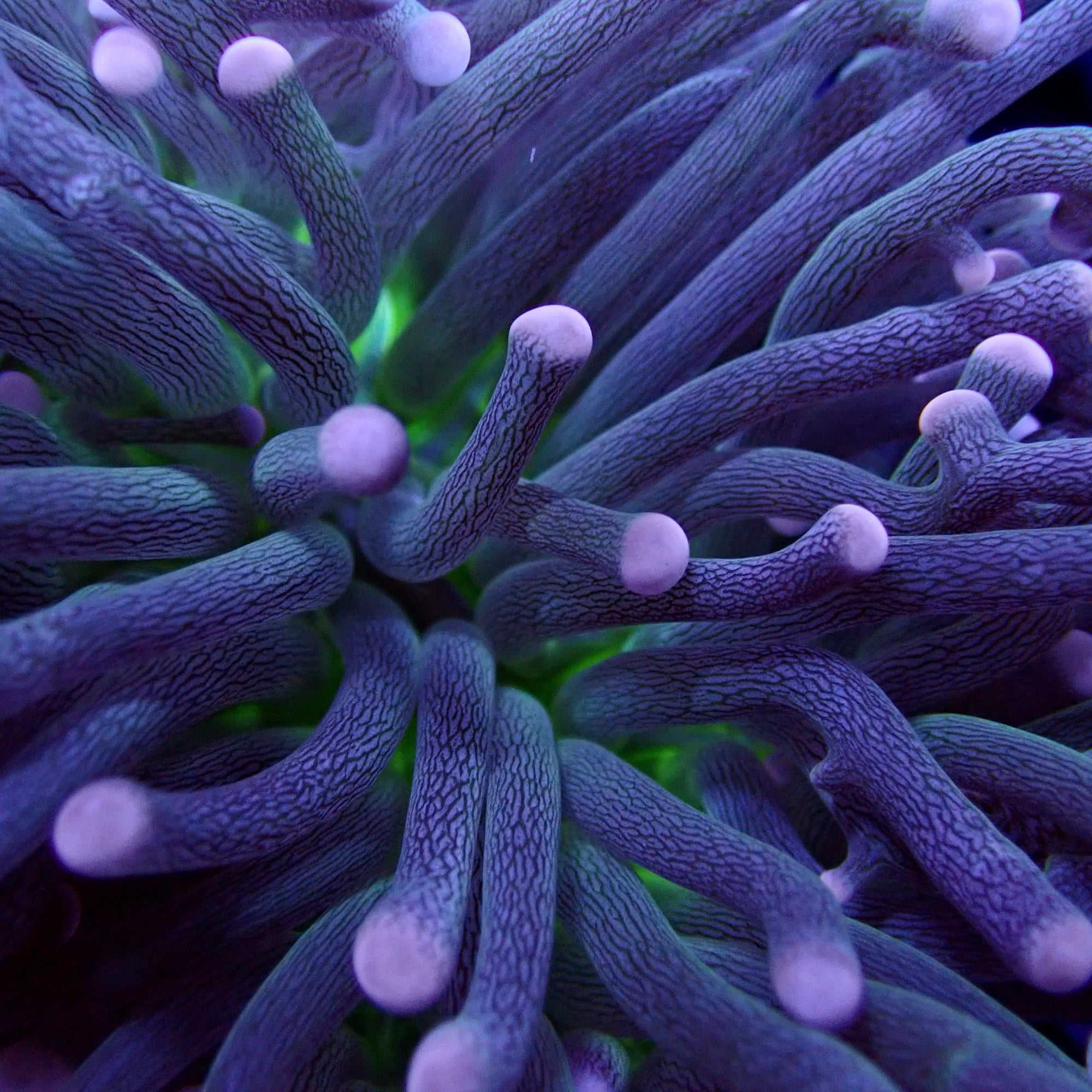 Australian Joker Torch Euphyllia glabrescens 2 Head Splitting