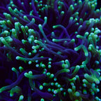 Australian Toxic Green Torch Colony