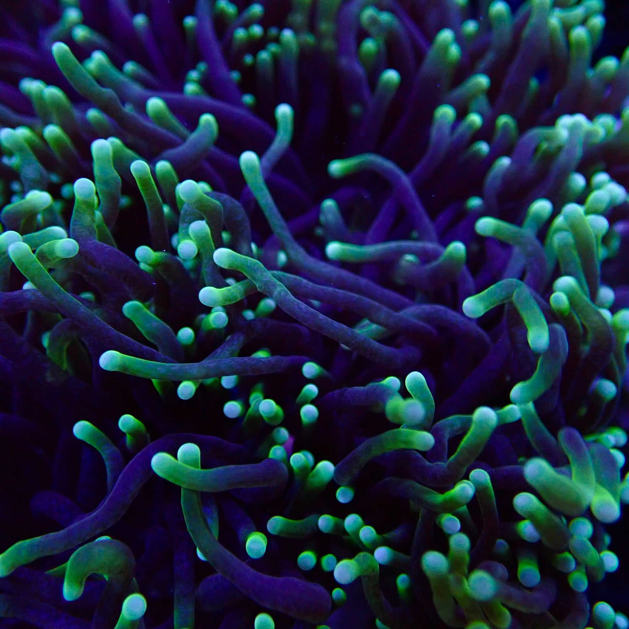 Australian Toxic Green Torch Colony