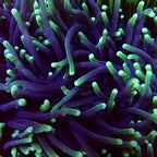 Australian Toxic Green Torch Colony