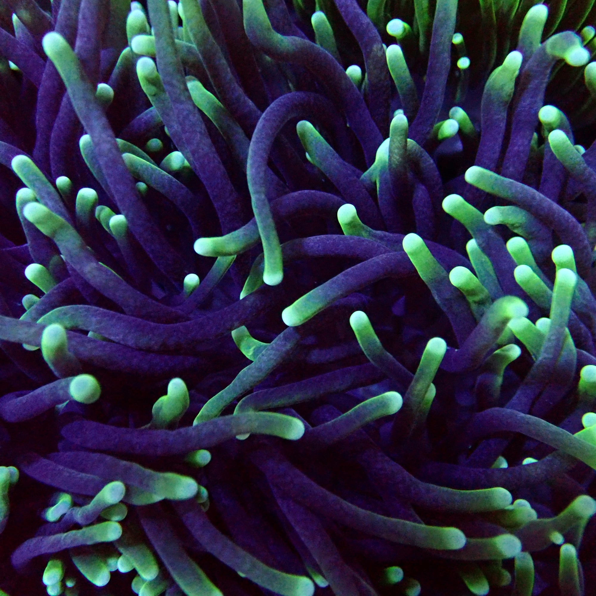 Australian Toxic Green Torch Colony