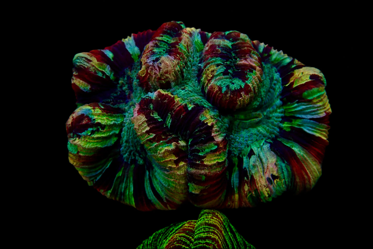 Multicolor Trachyphyllia