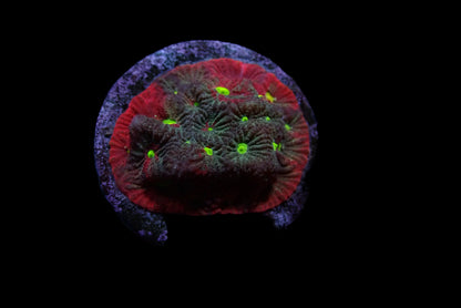 Favite Ultra rainbow Frag