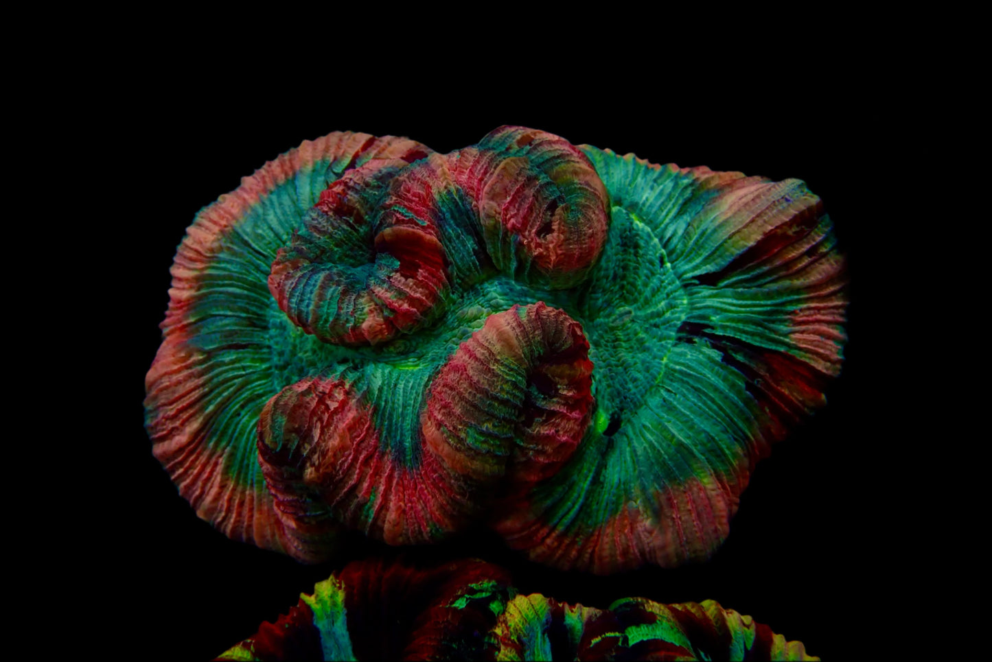 Multicolor Trachyphyllia