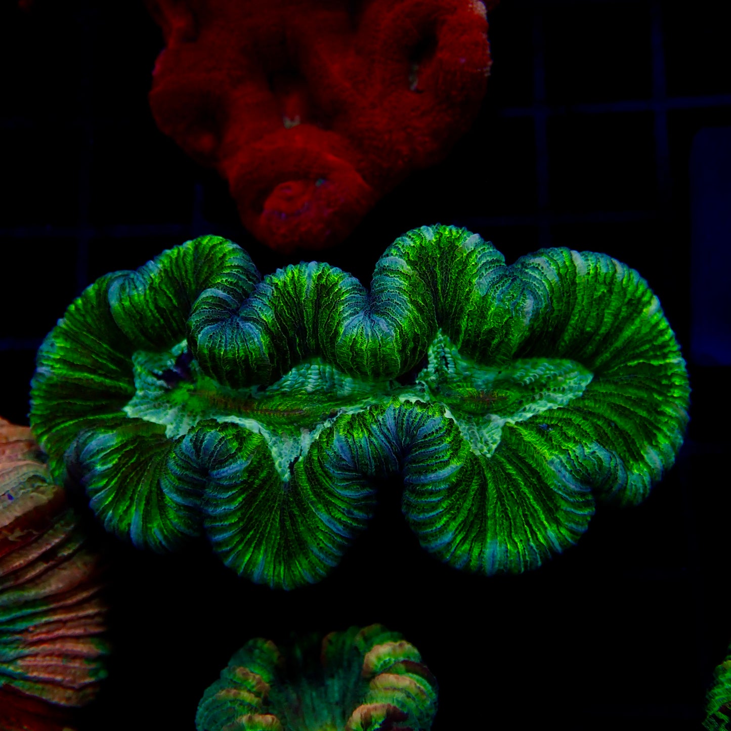 Trachyphyllia Multi-Green Assorti