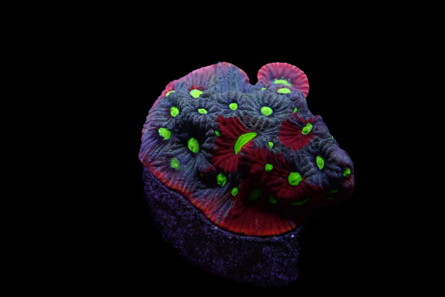 Favite Ultra rainbow Frag