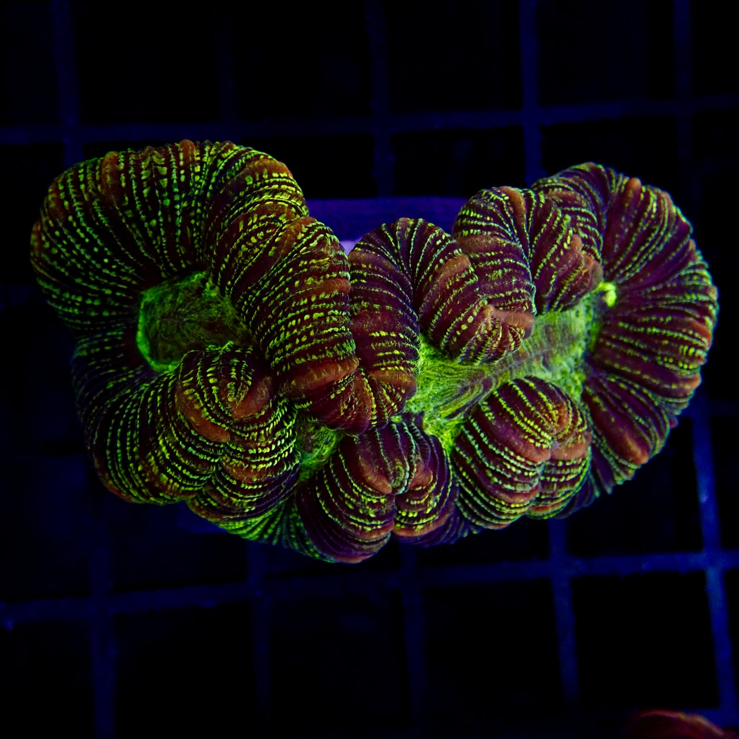 Multicolor Trachyphyllia